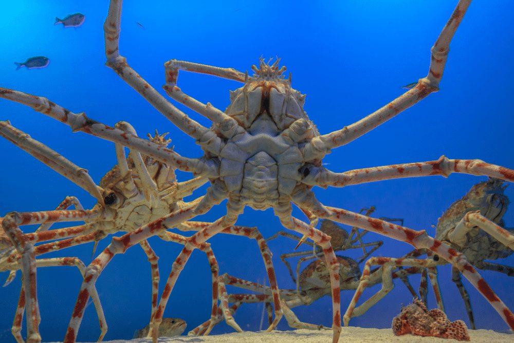 Japanese_Spider_Crab