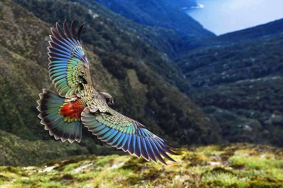 Kea_Parrot