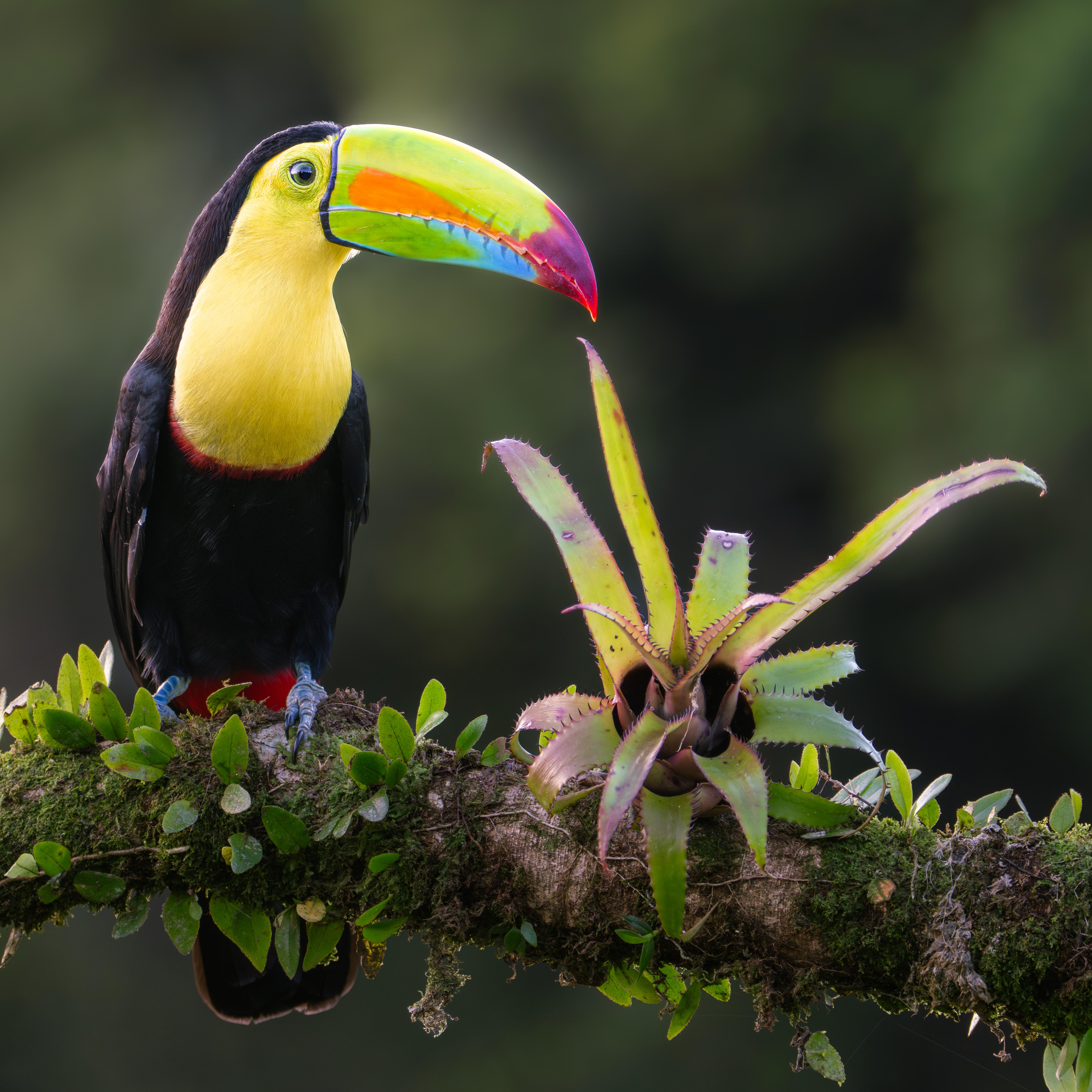 Keel-billed_Toucan