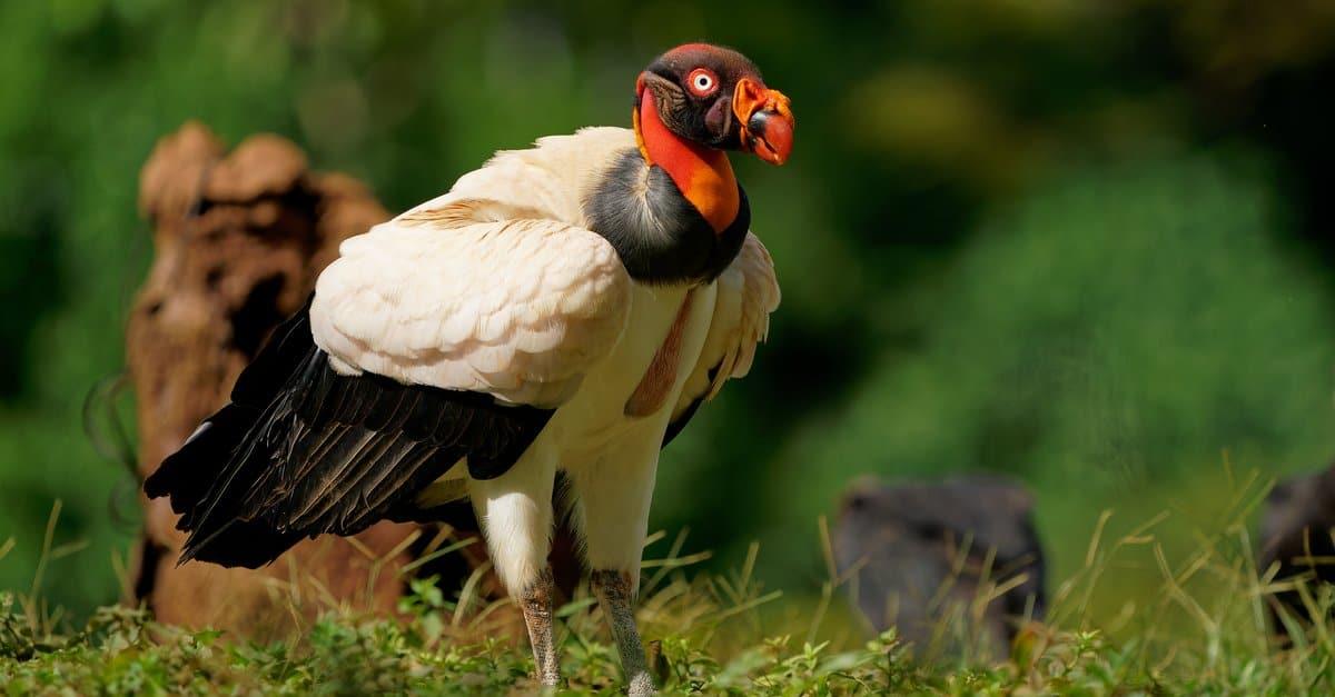 King_Vulture