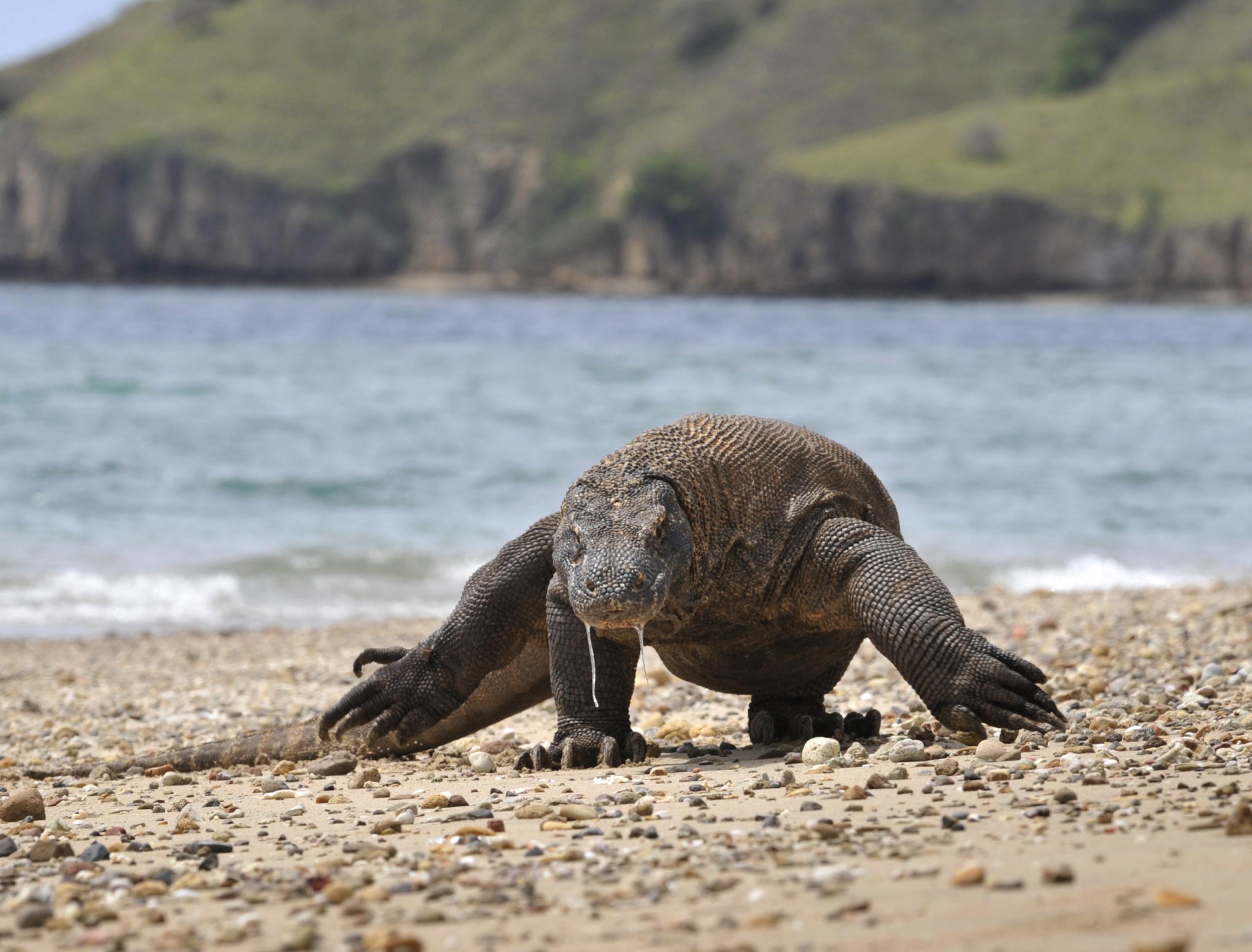 Komodo_Dragon