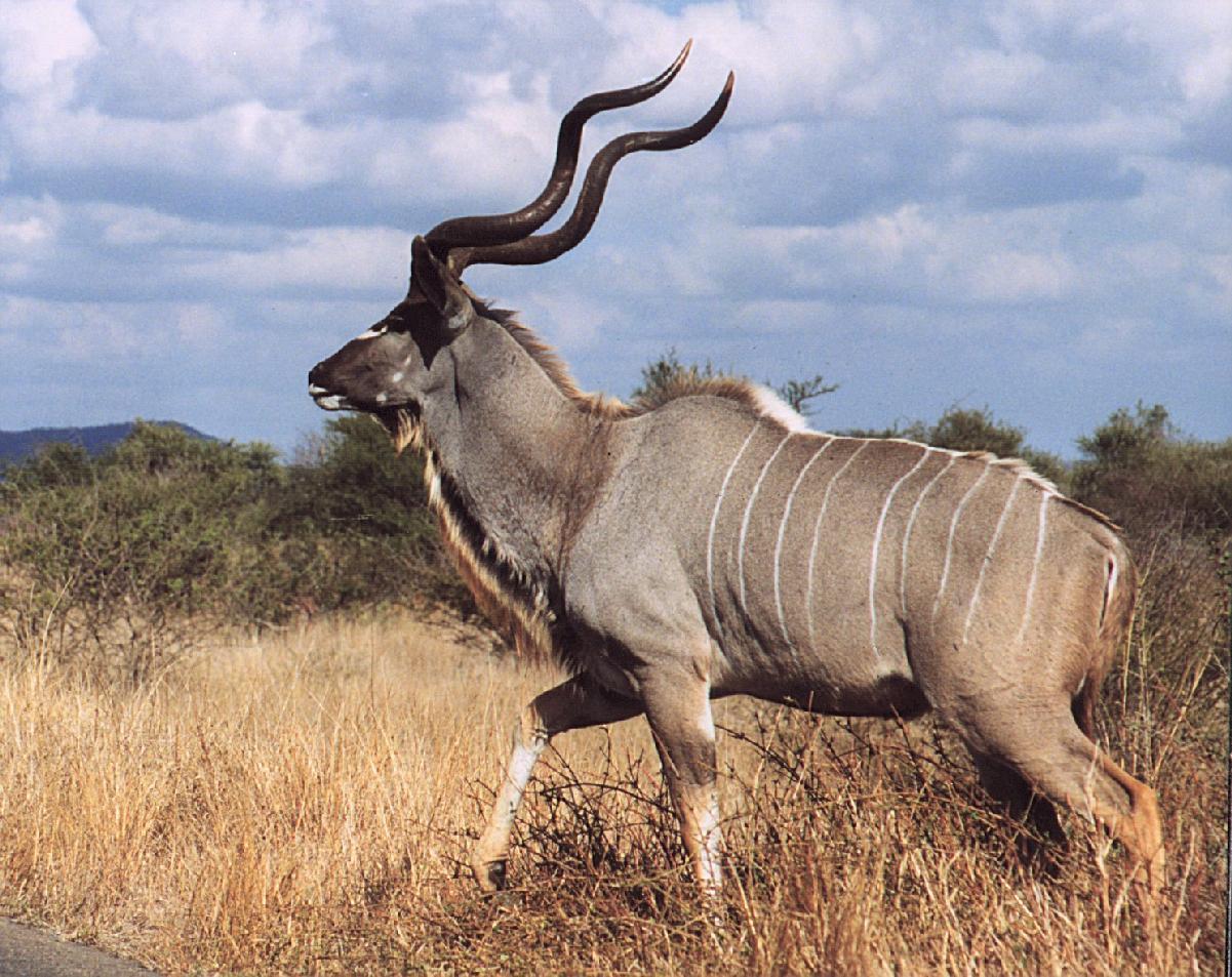 Kudu