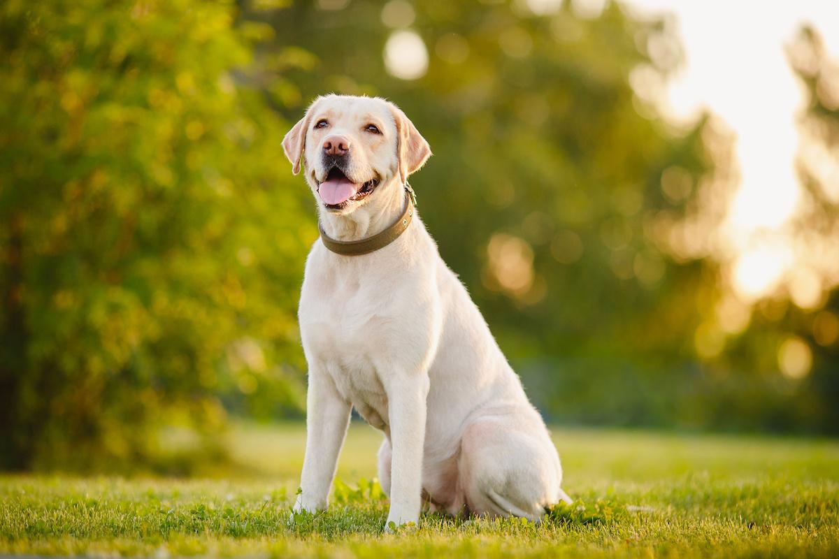 Labrador_Retriever