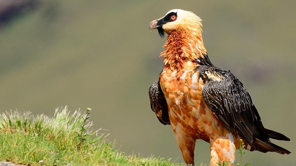 Lammergeier_Bearded_Vulture