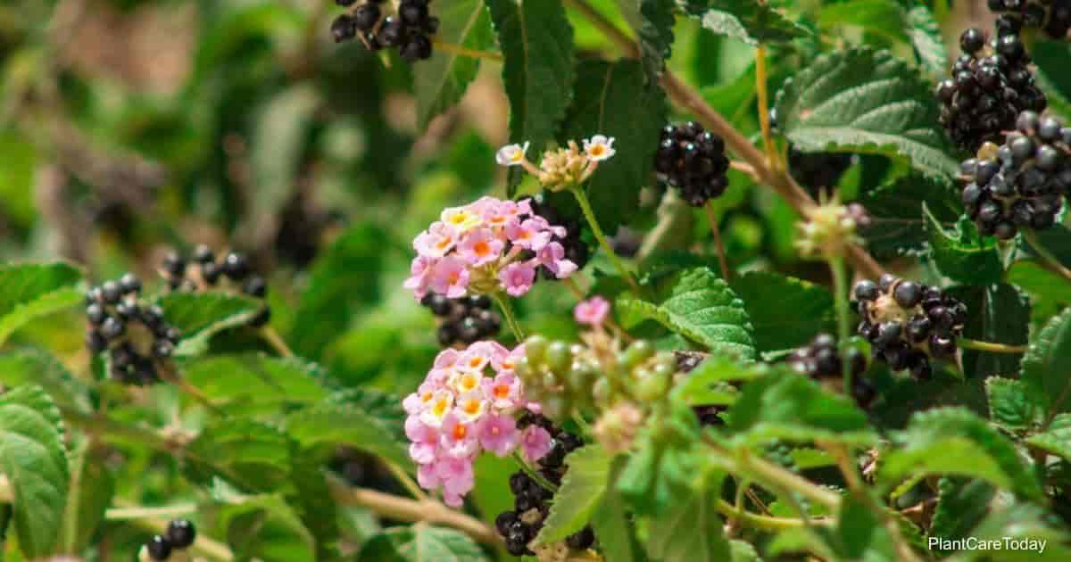 Lantana_Camara_Berry