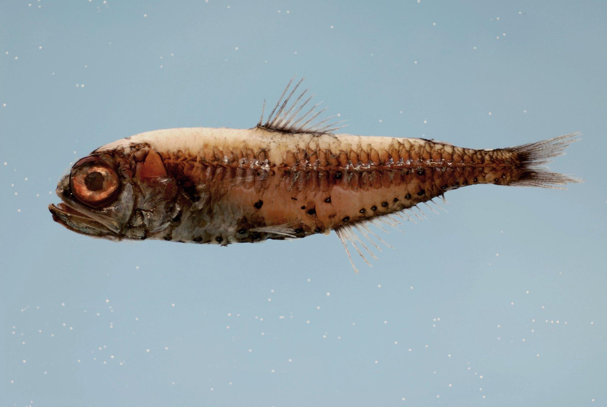 Lanternfish