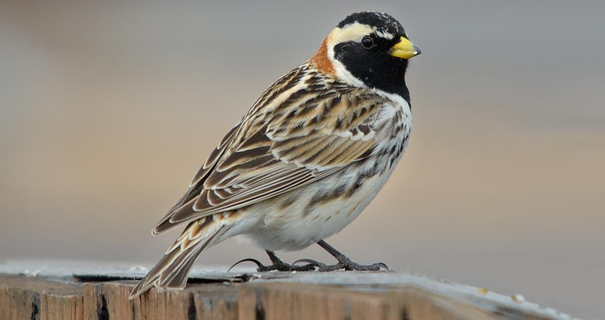 Lapland_Longspur