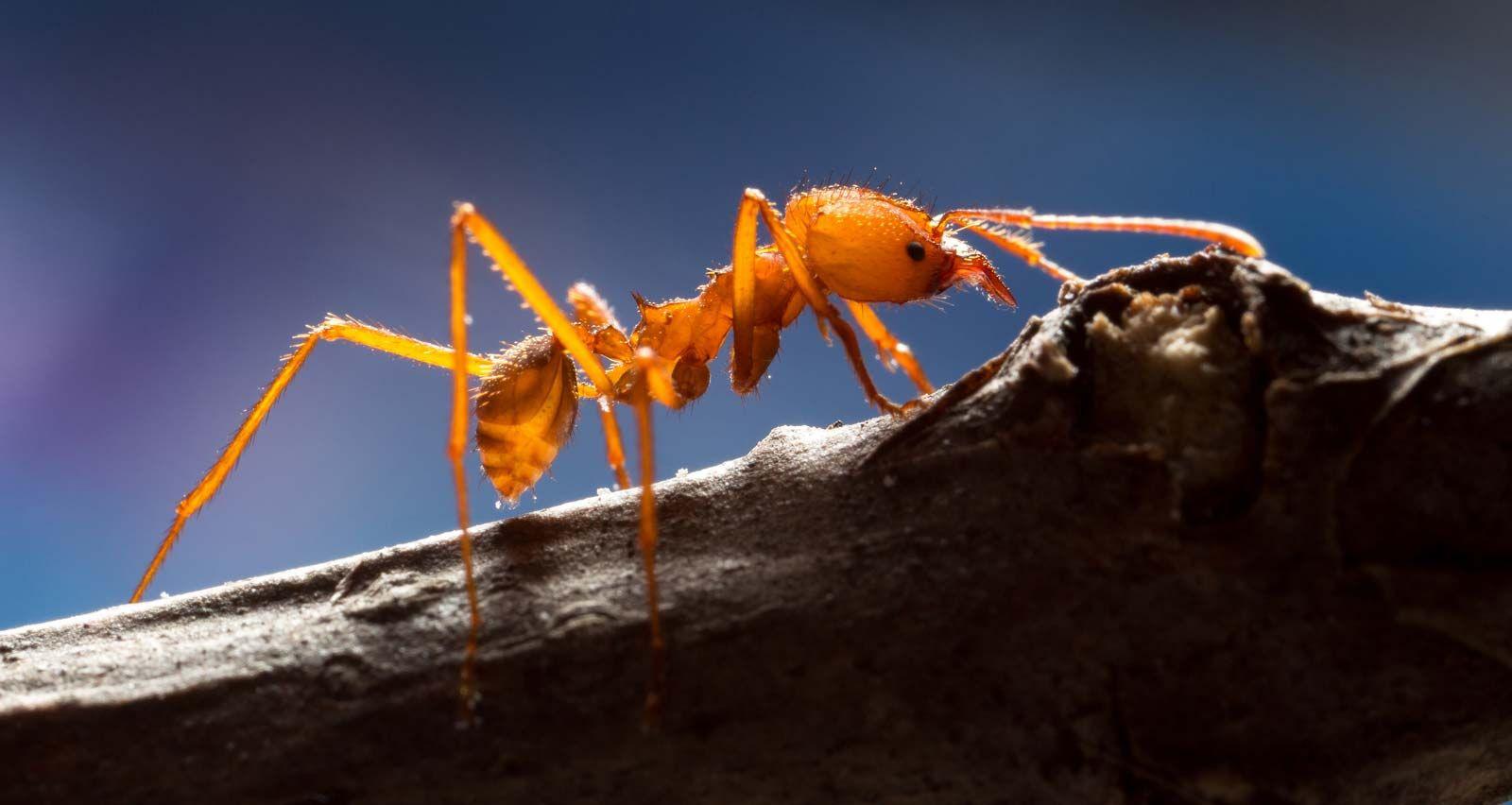 Leafcutter_Ant