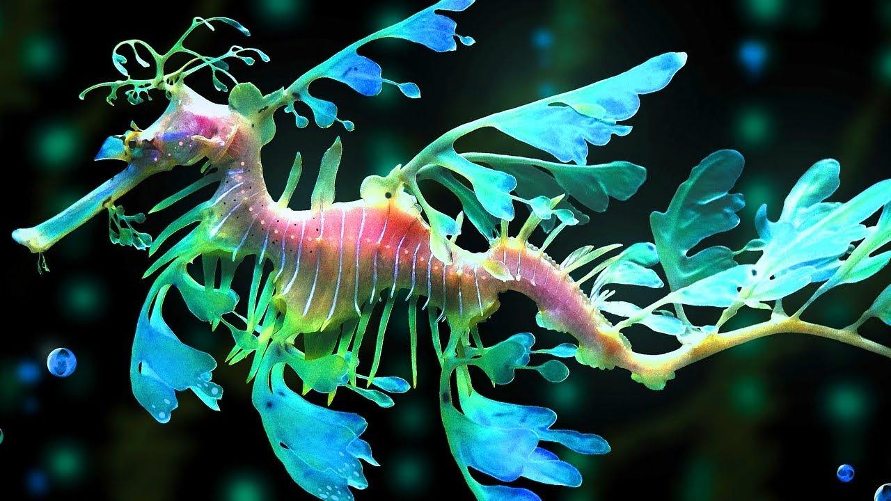 Leafy_Sea_Dragon