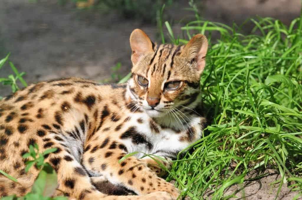 Leopard_Cat