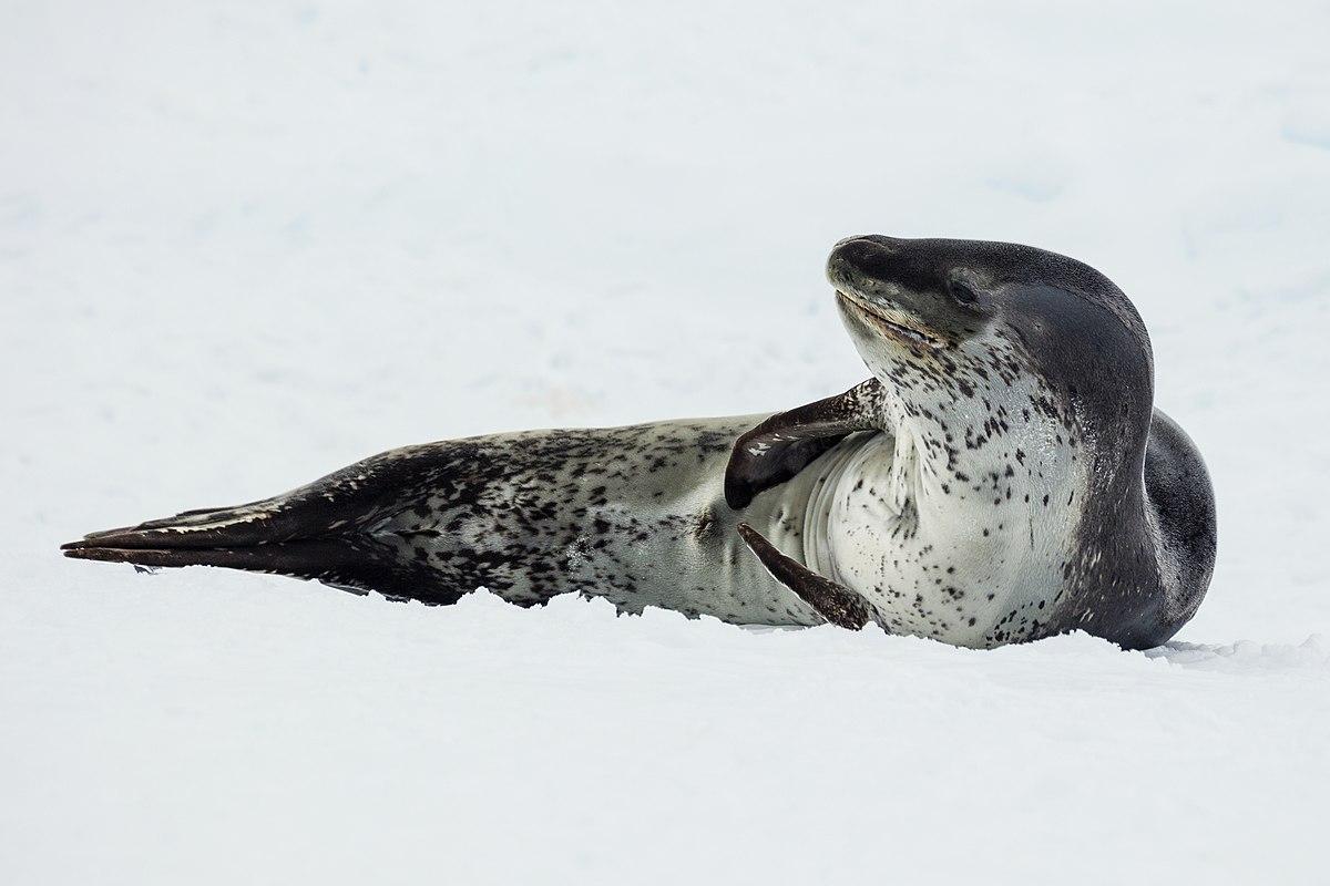 Leopard_Seal