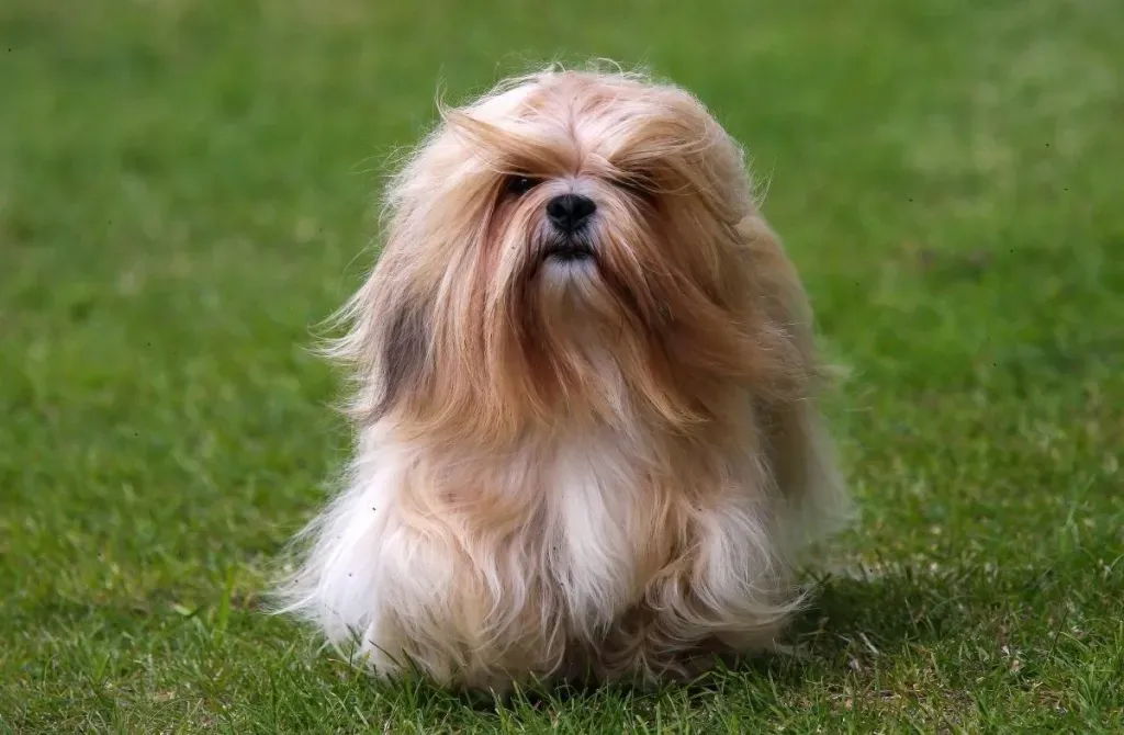 Lhasa_Apso