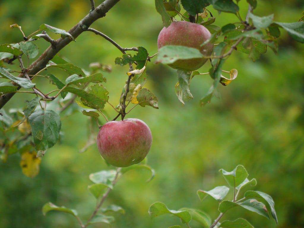 Liberty_Apple