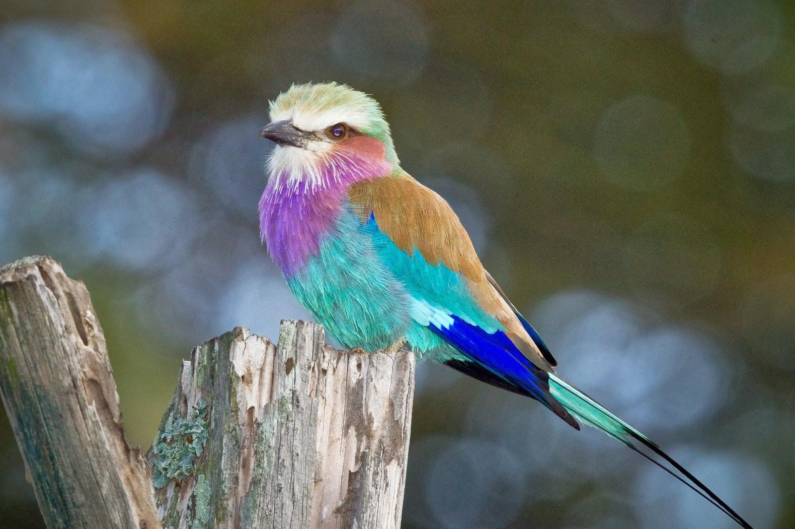 Lilac-breasted_Roller