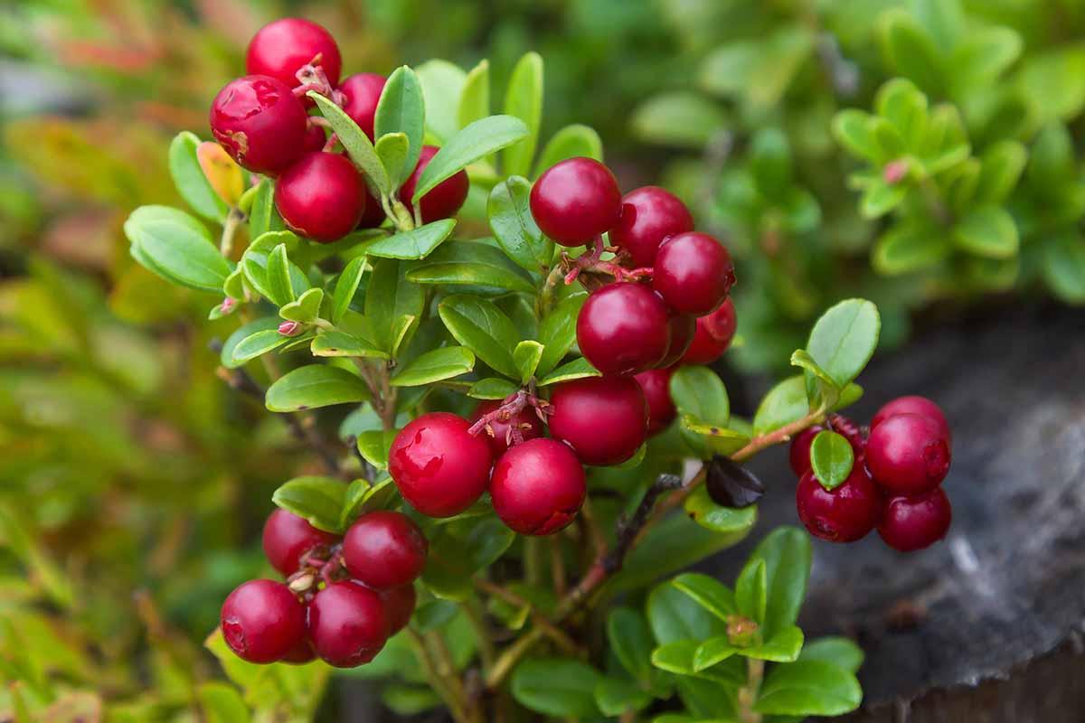 Lingonberry