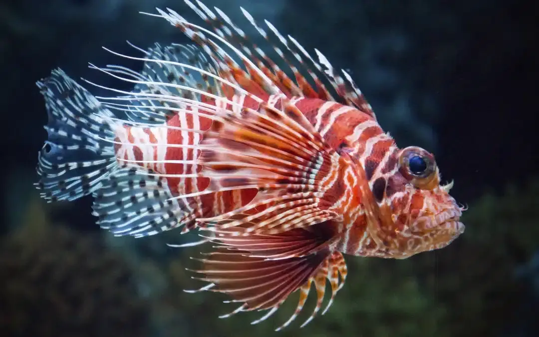 Lionfish