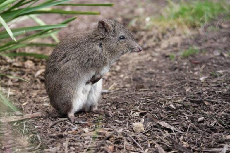 Long-nosed_Potoroo