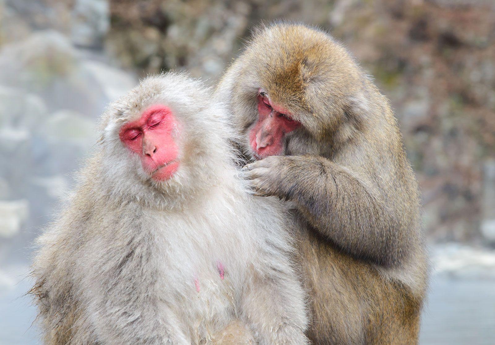 Macaque_Monkeys