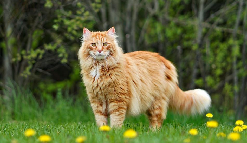 Maine_Coon