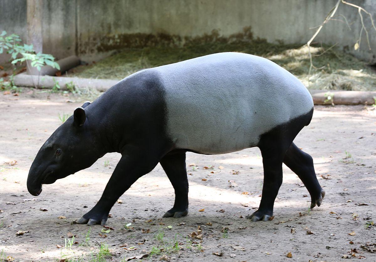 Malayan_Tapir