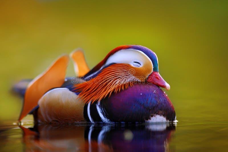 Mandarin_Duck