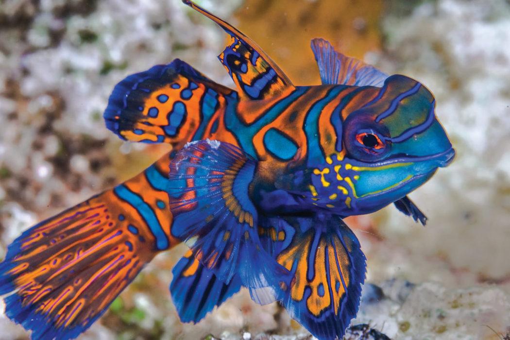 Mandarinfish