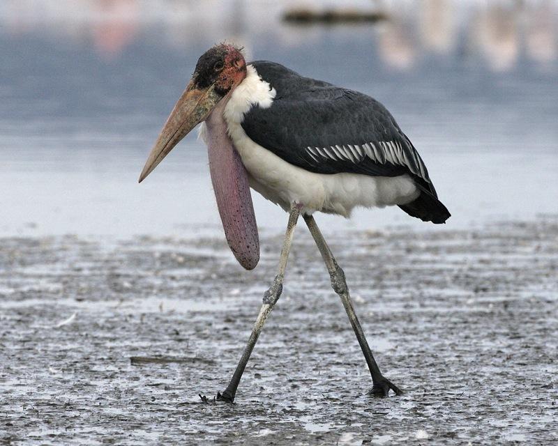 Marabou_Stork