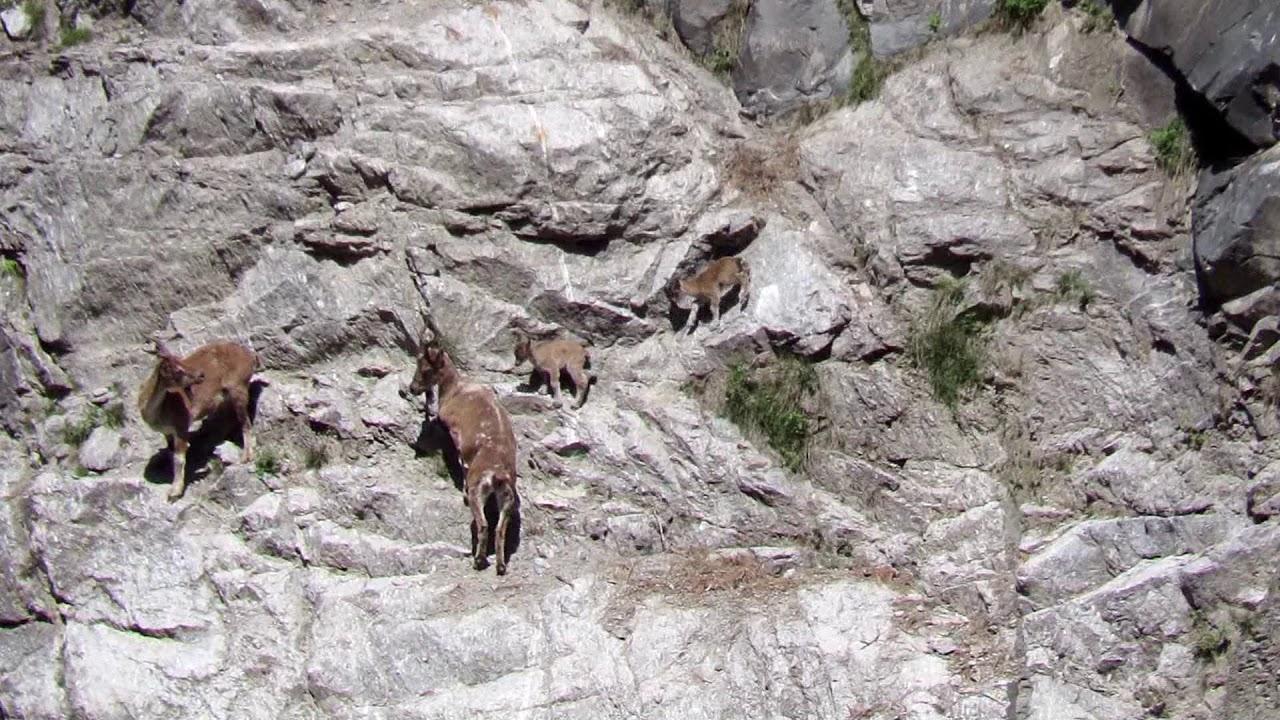 Markhor