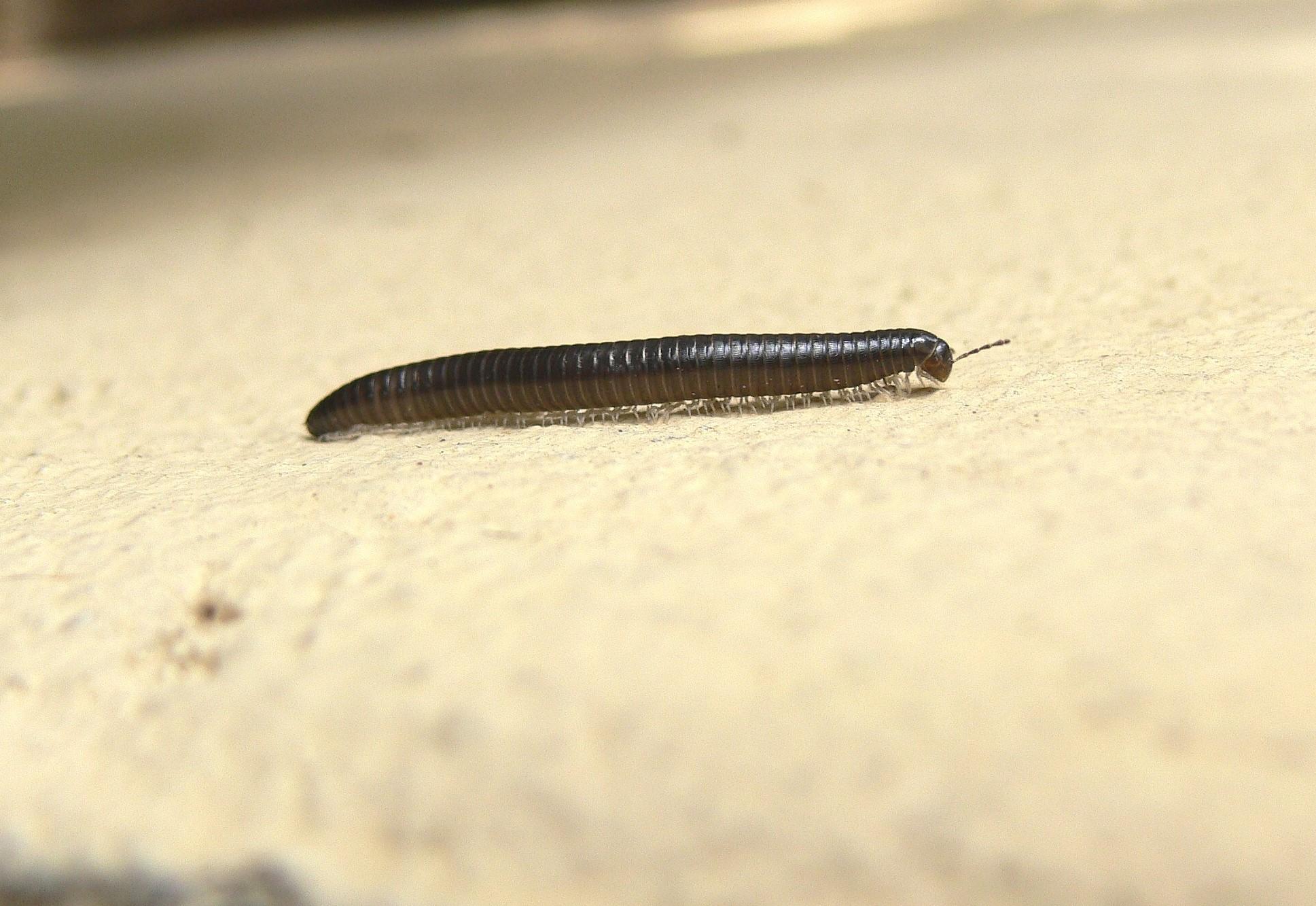 Millipede