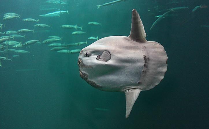 Mola_Mola_Ocean_Sunfish