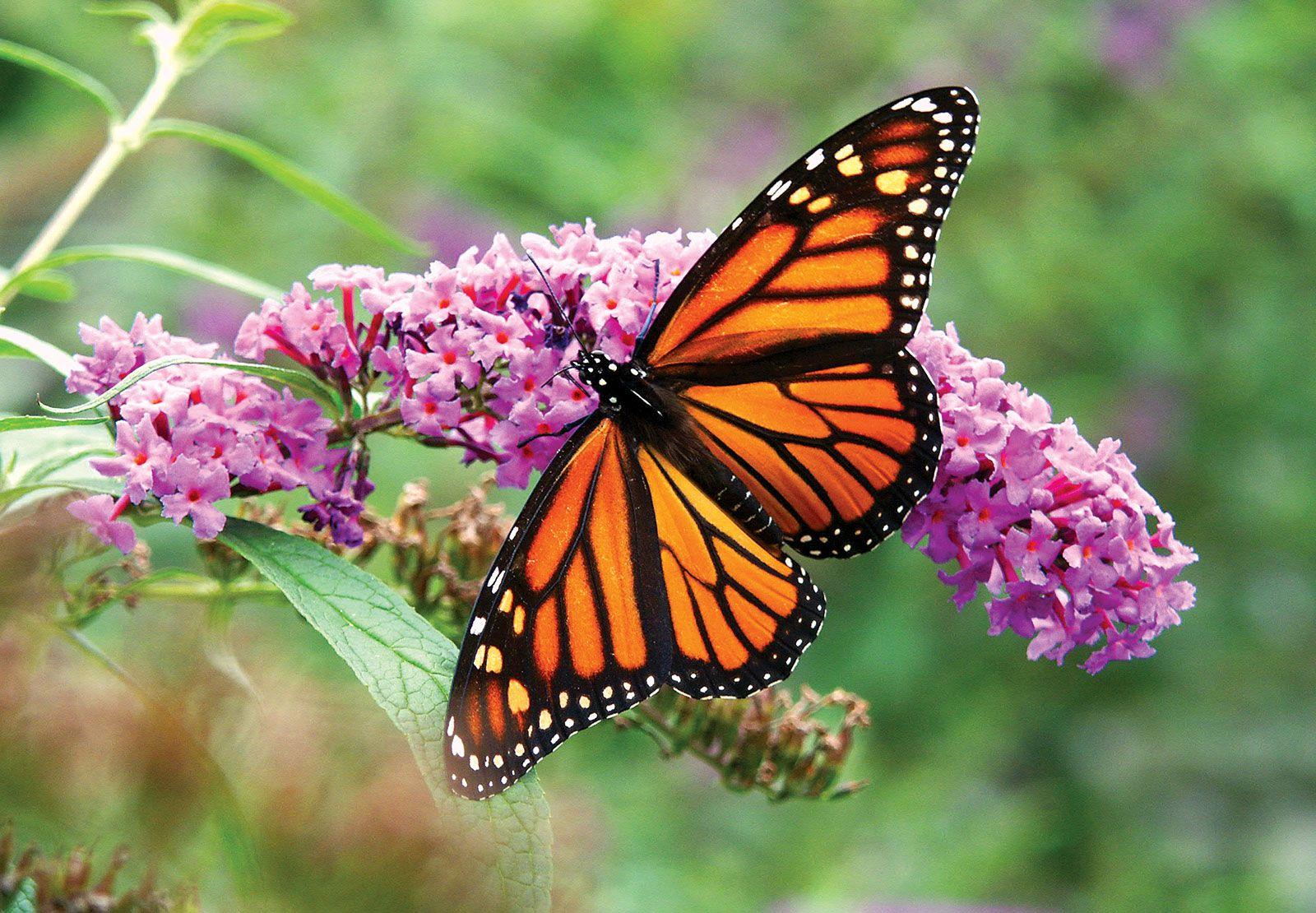 Monarch_Butterfly