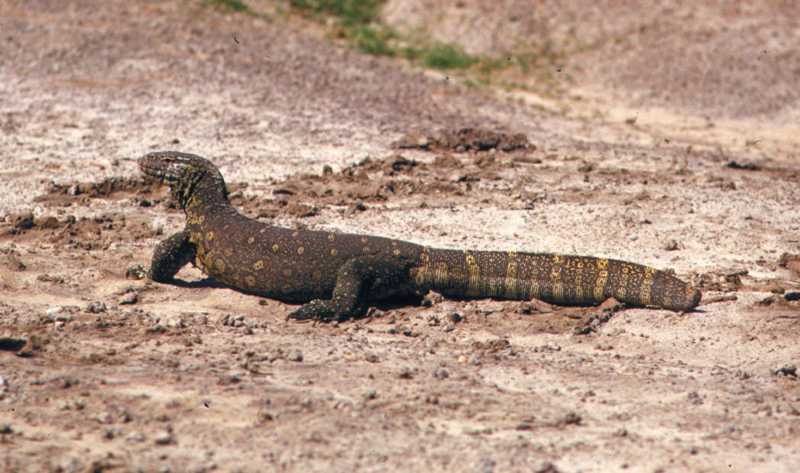 Monitor_Lizard