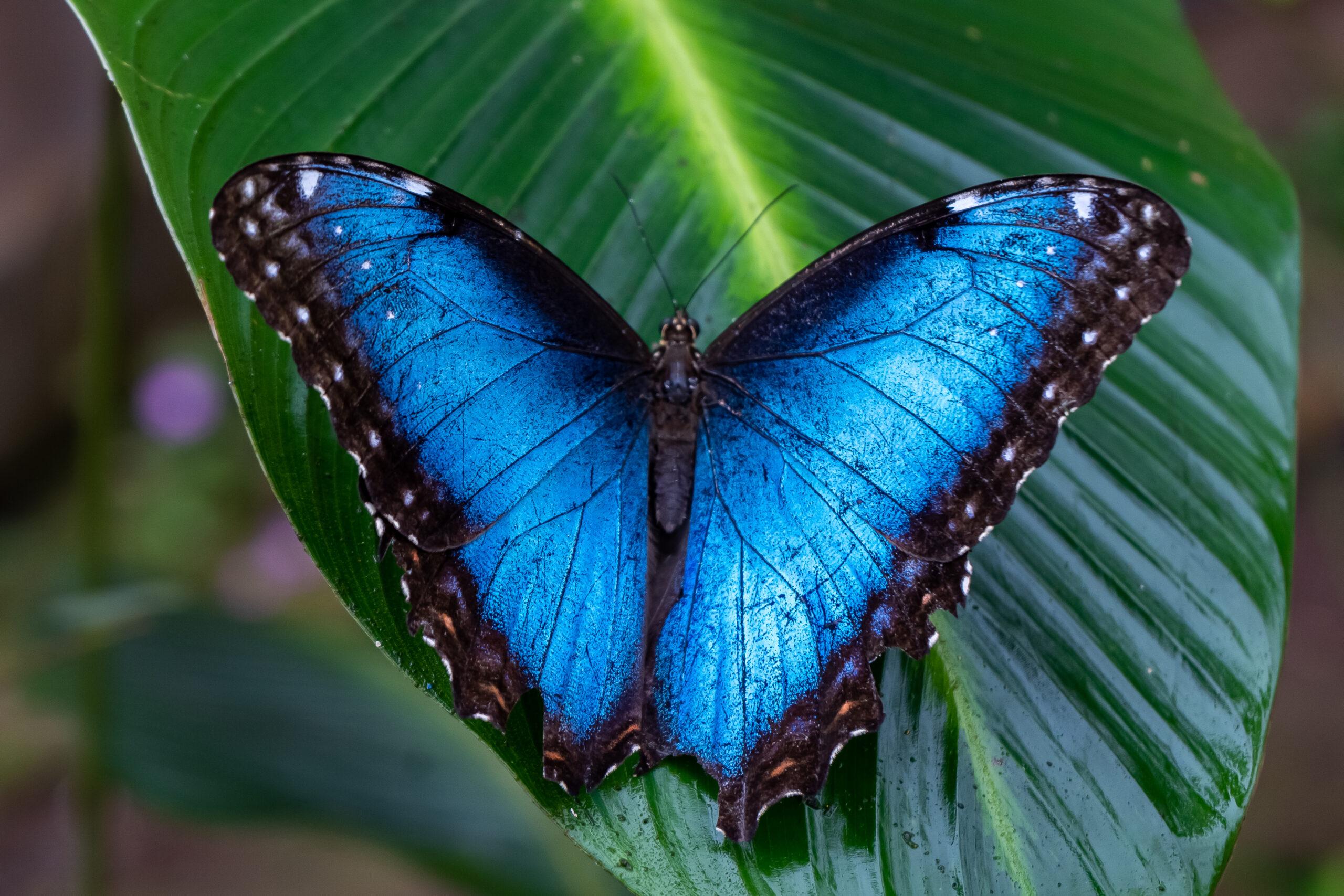 Morpho_Butterfly