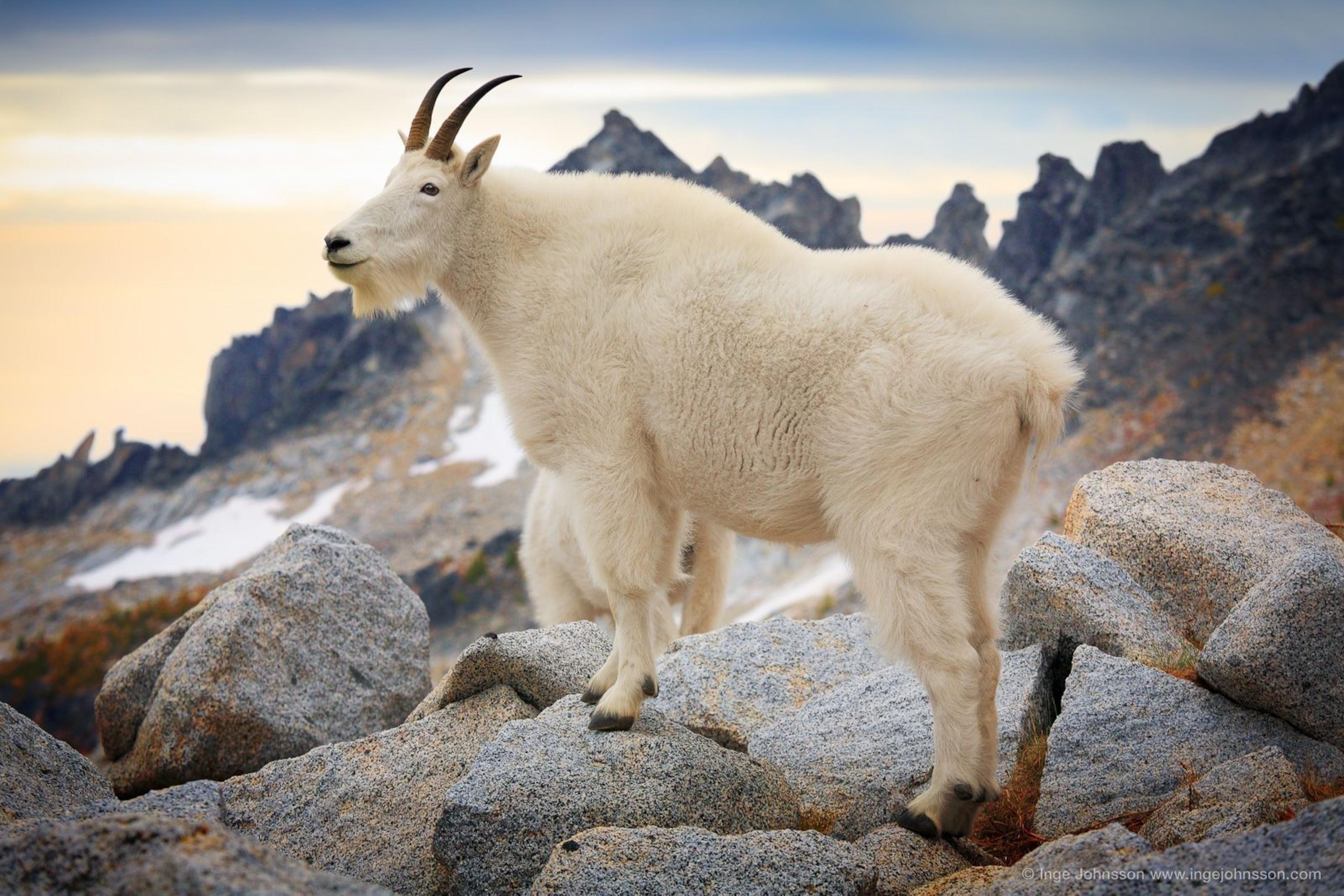 Mountain_Goat