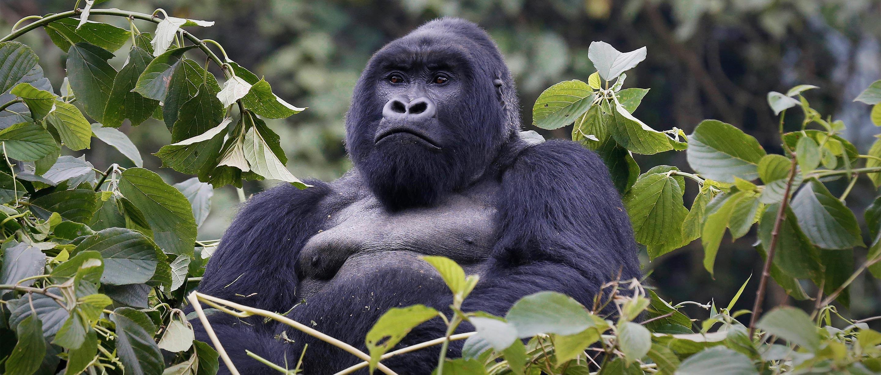 Mountain_Gorilla