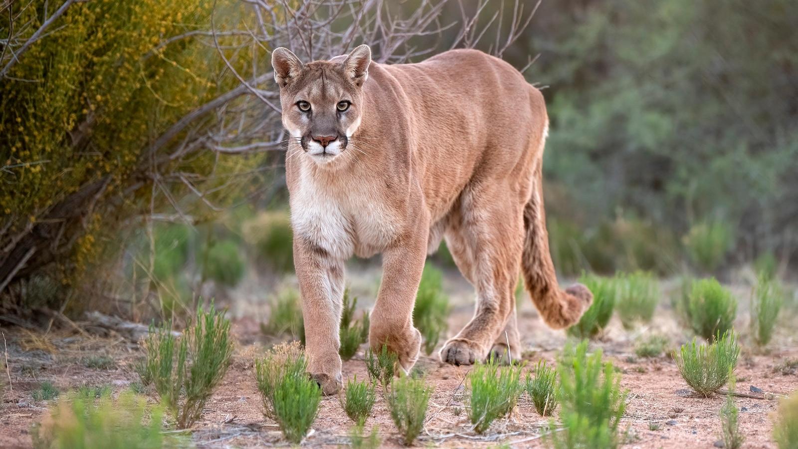 Mountain_Lion