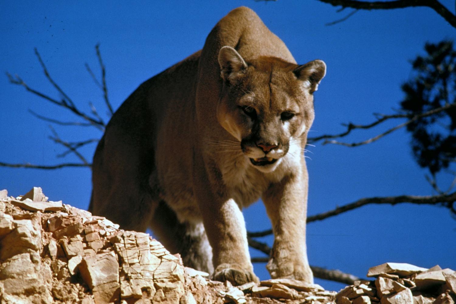 Mountain_Lion_Cougar