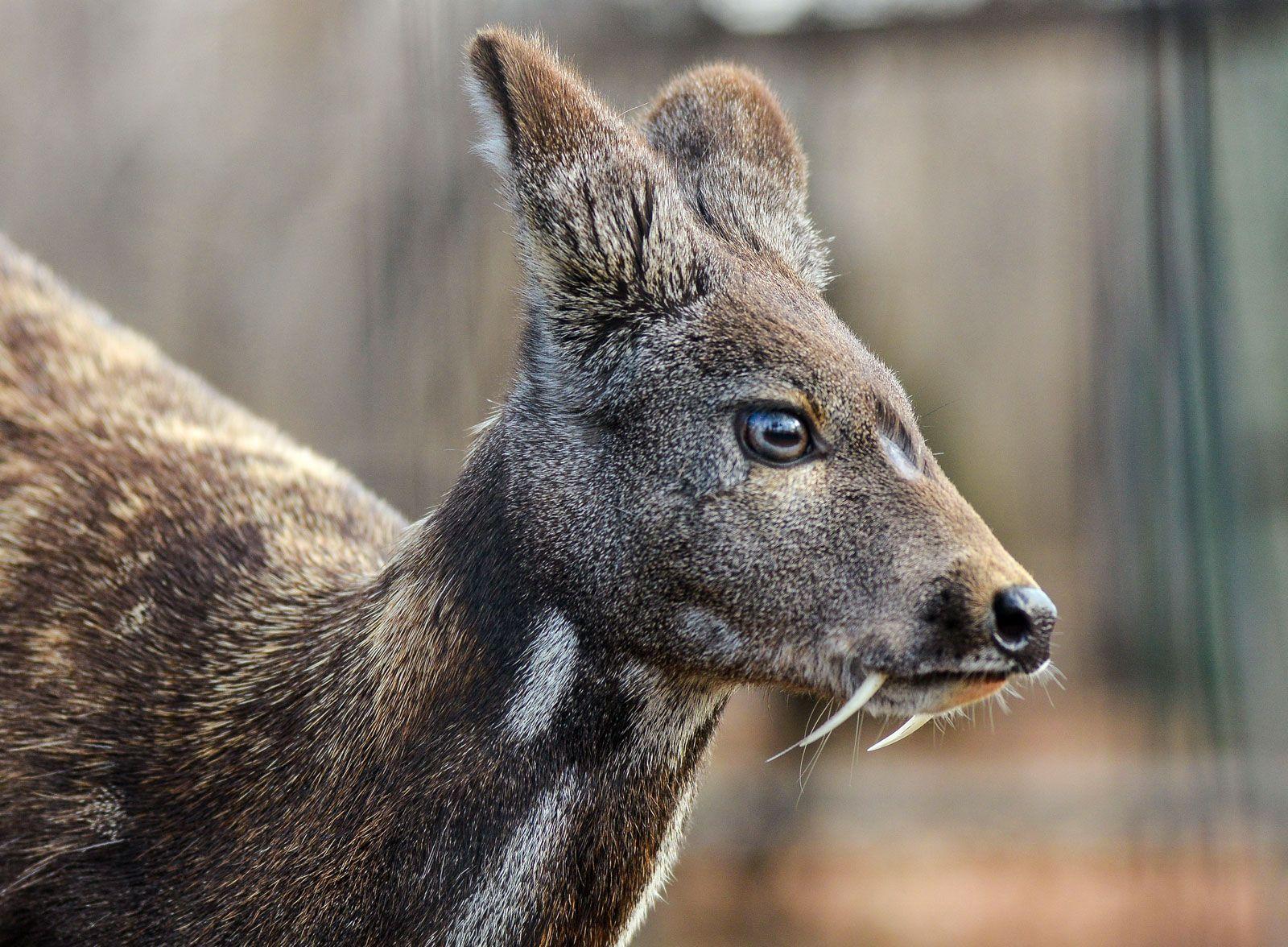 Musk_Deer