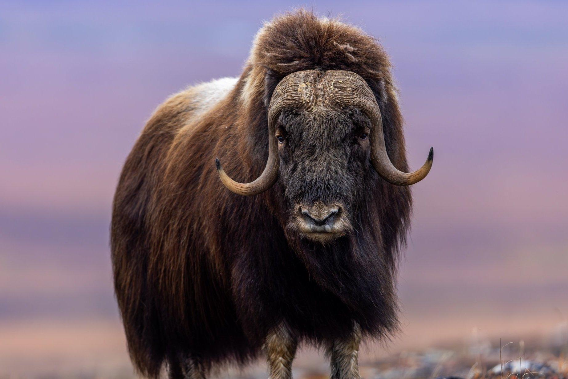 Musk_Ox