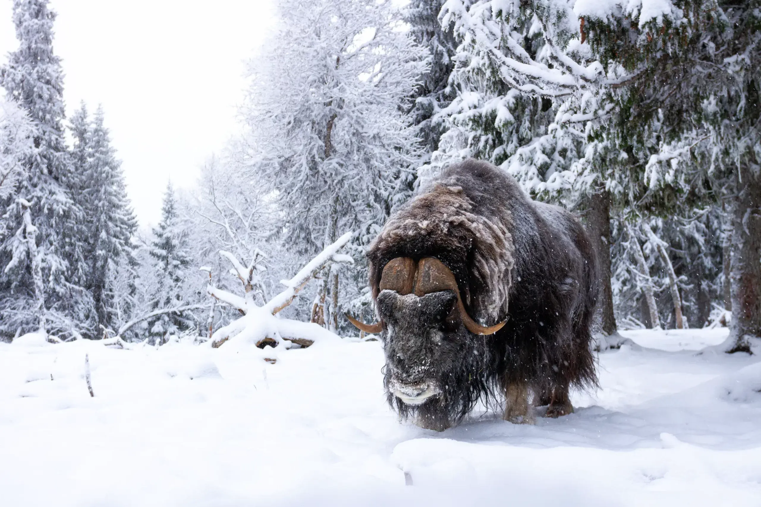 Muskox