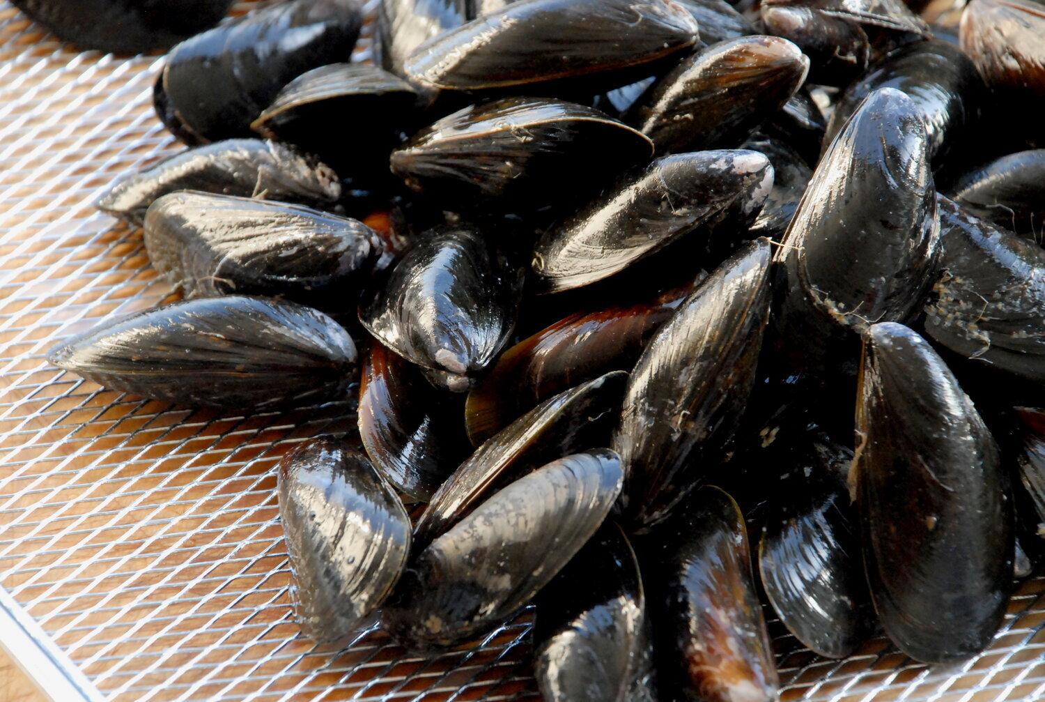 Mussels