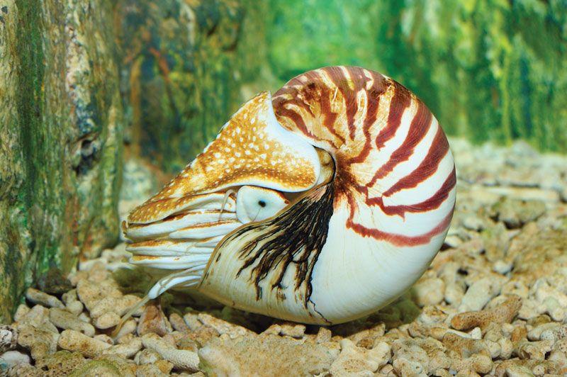 Nautilus