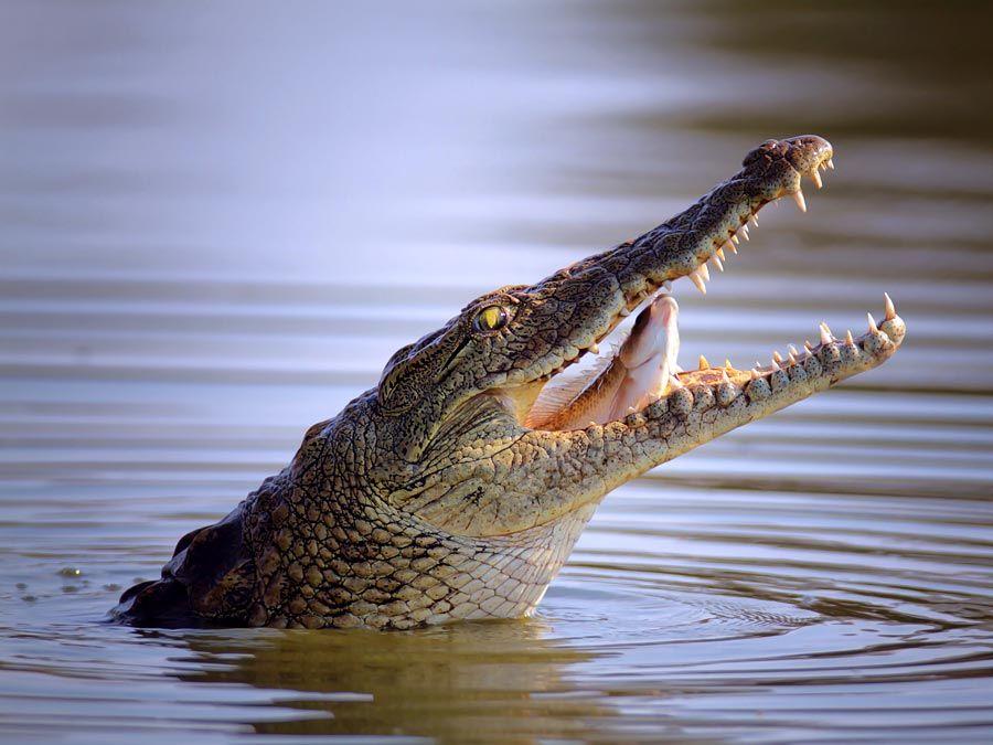 Nile_Crocodile