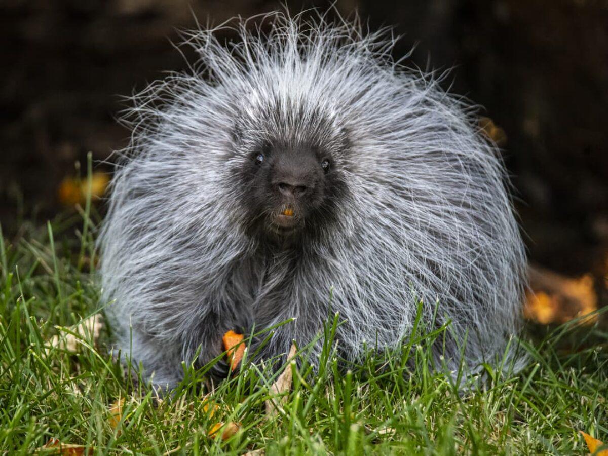 North_American_Porcupine