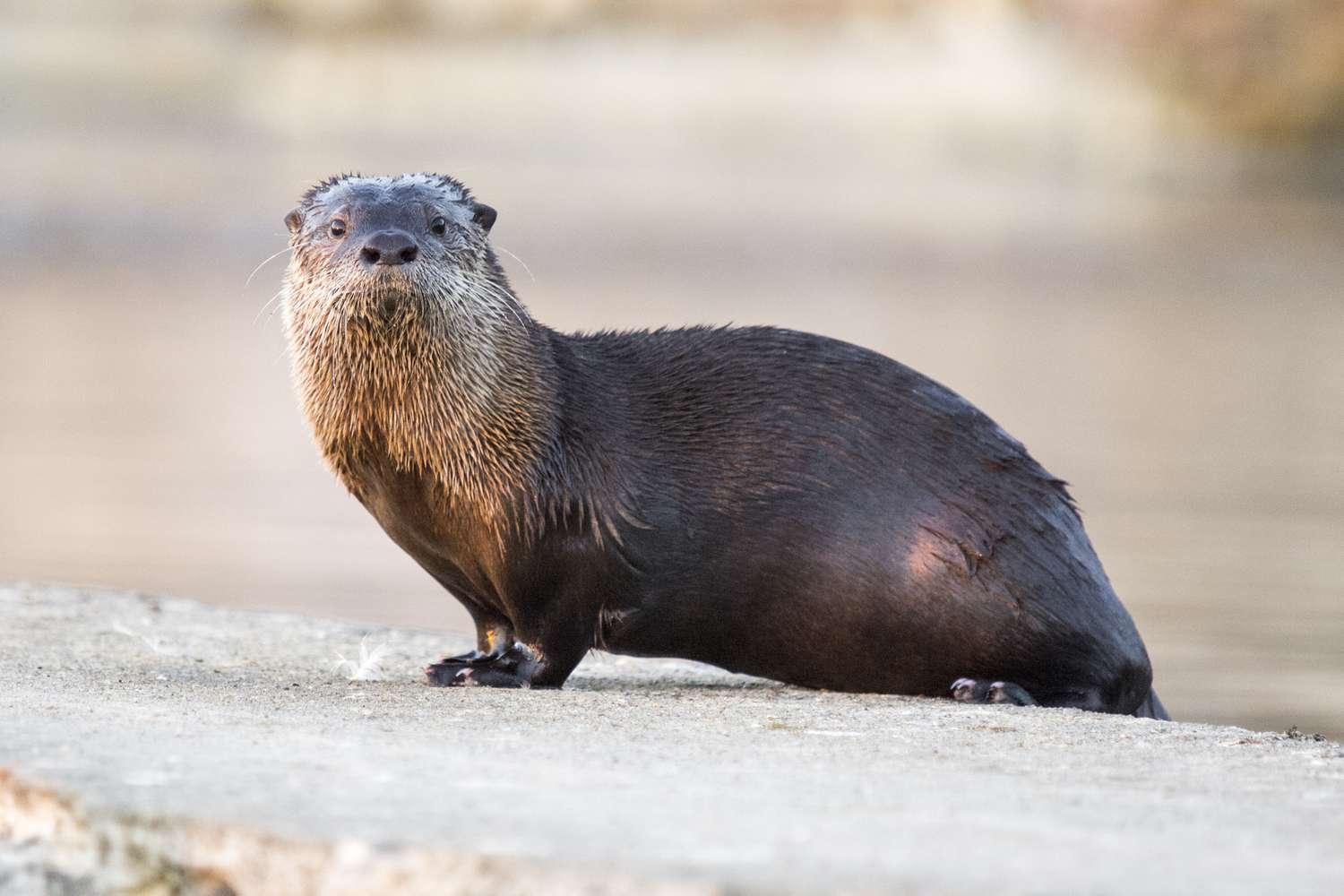 North_American_River_Otter