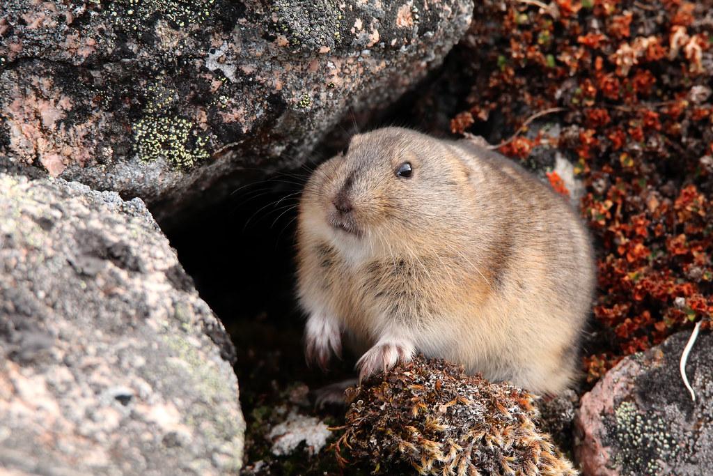 Northern_Collared_Lemming