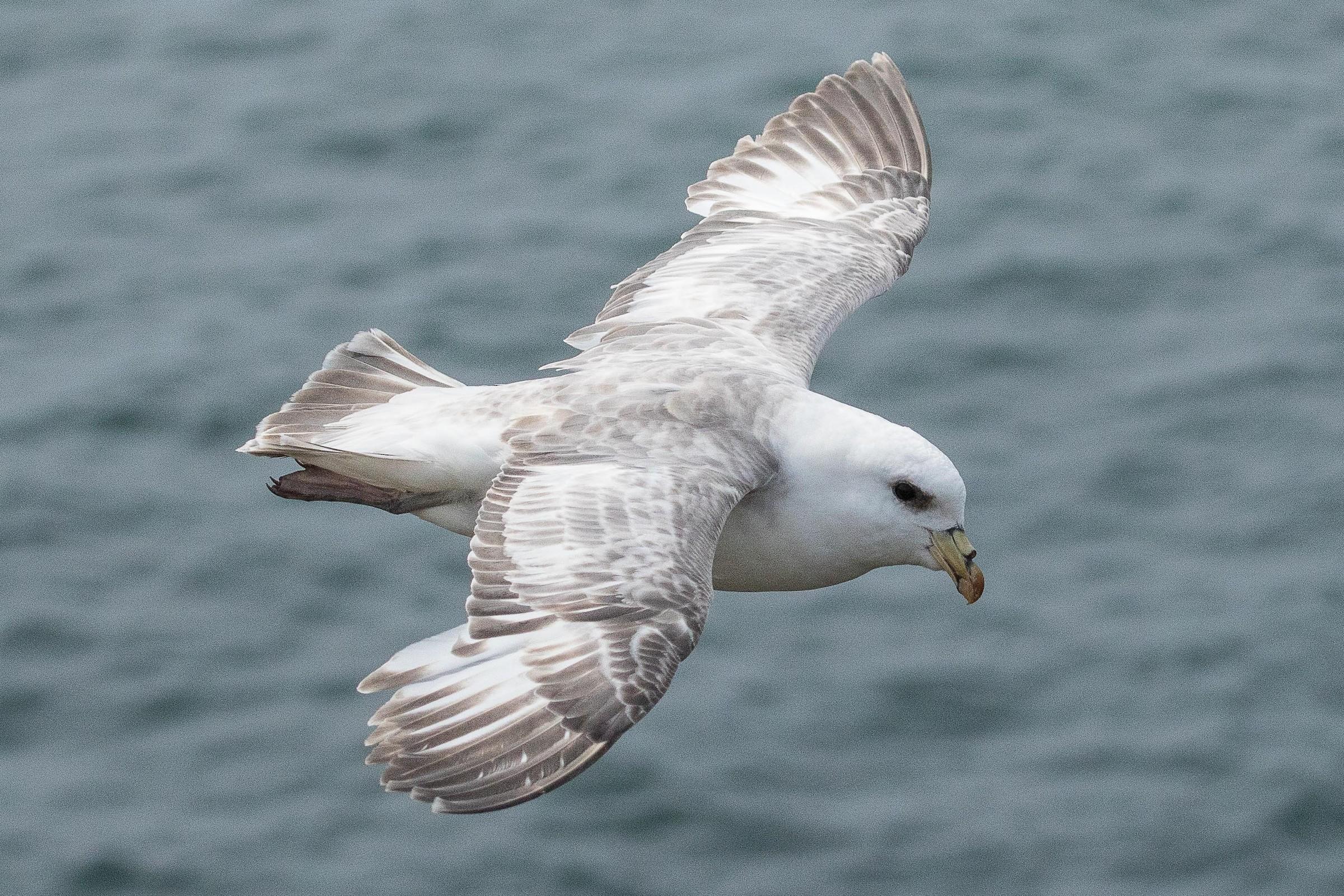 Northern_Fulmar