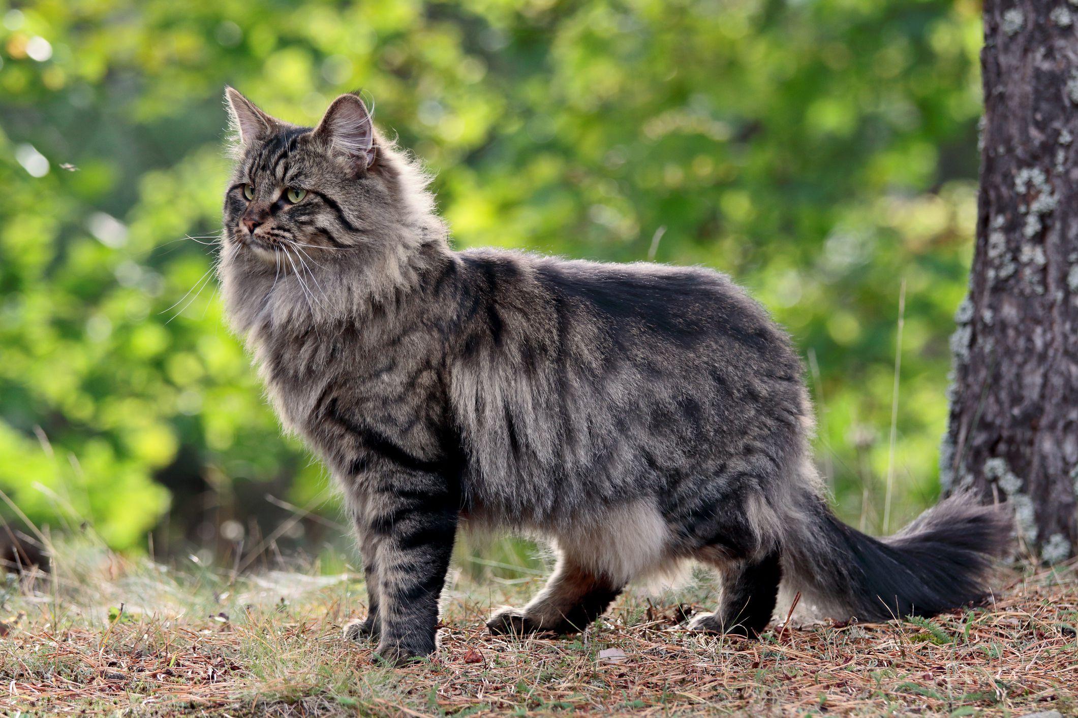 Norwegian_Forest_Cat