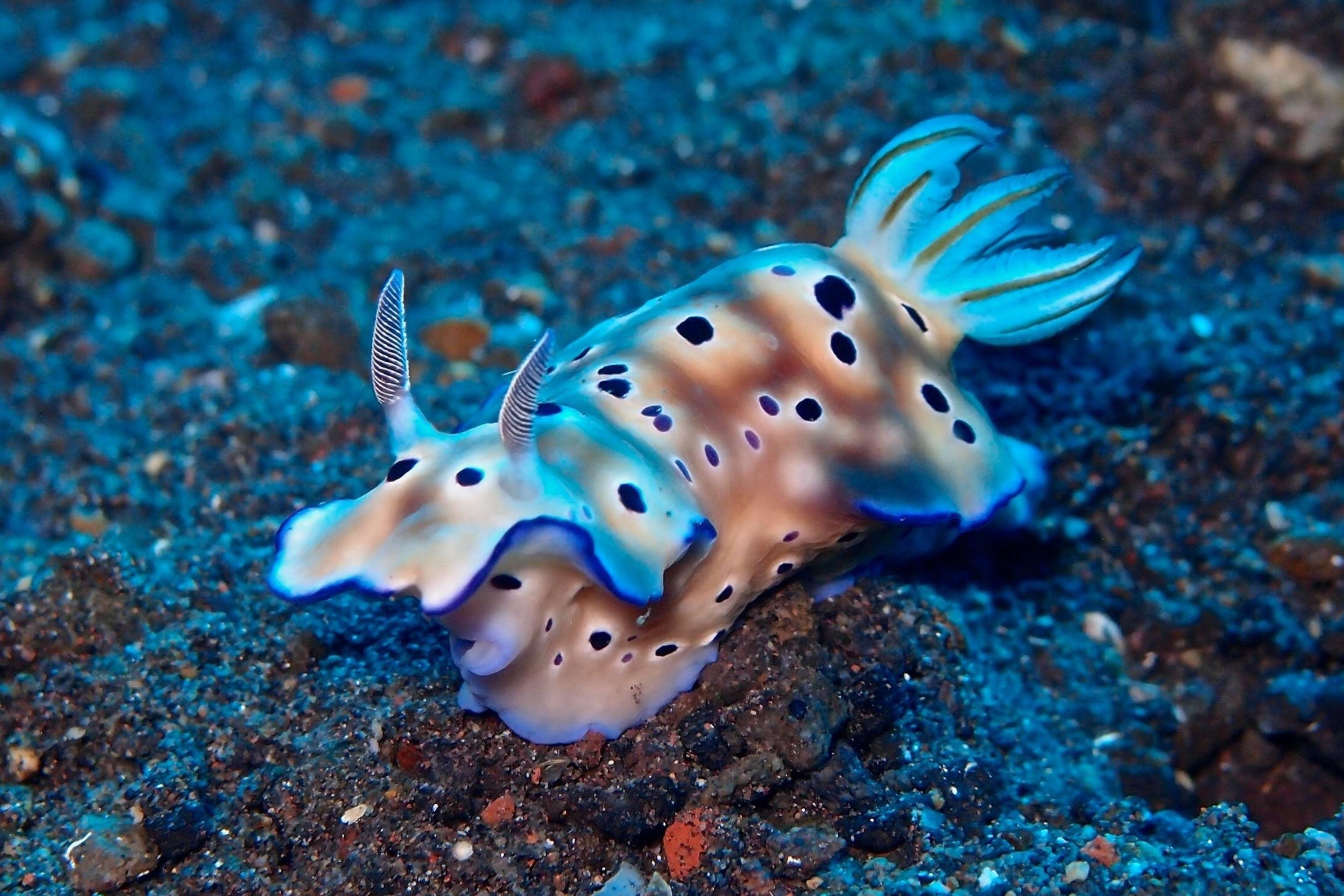 Nudibranch