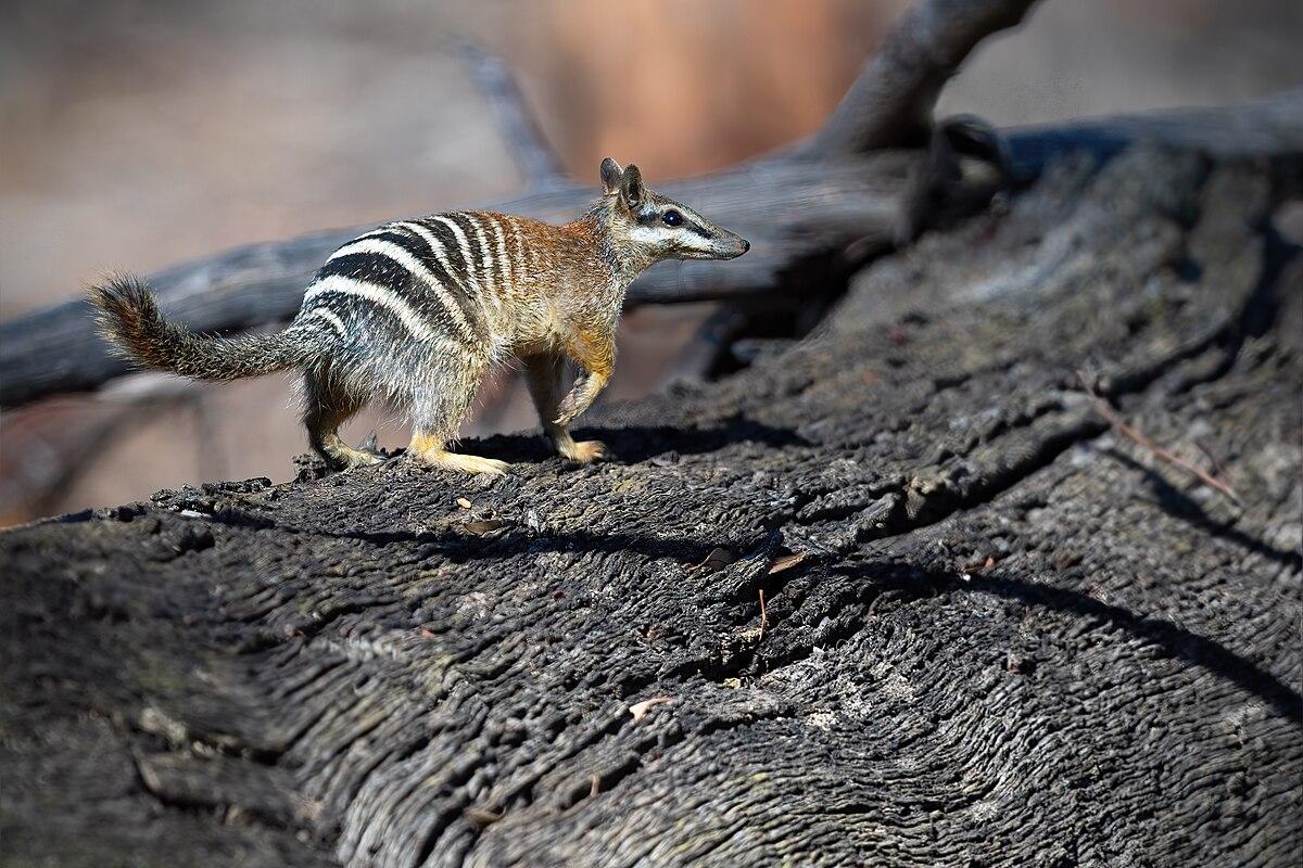 Numbat